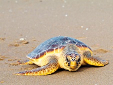 Большая черепаха-каретта на Черепаховом пляже